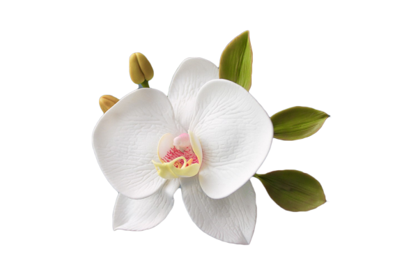 Орхидея обычная